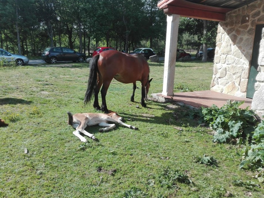 Parque Forestal do Vixiador - Foto 4