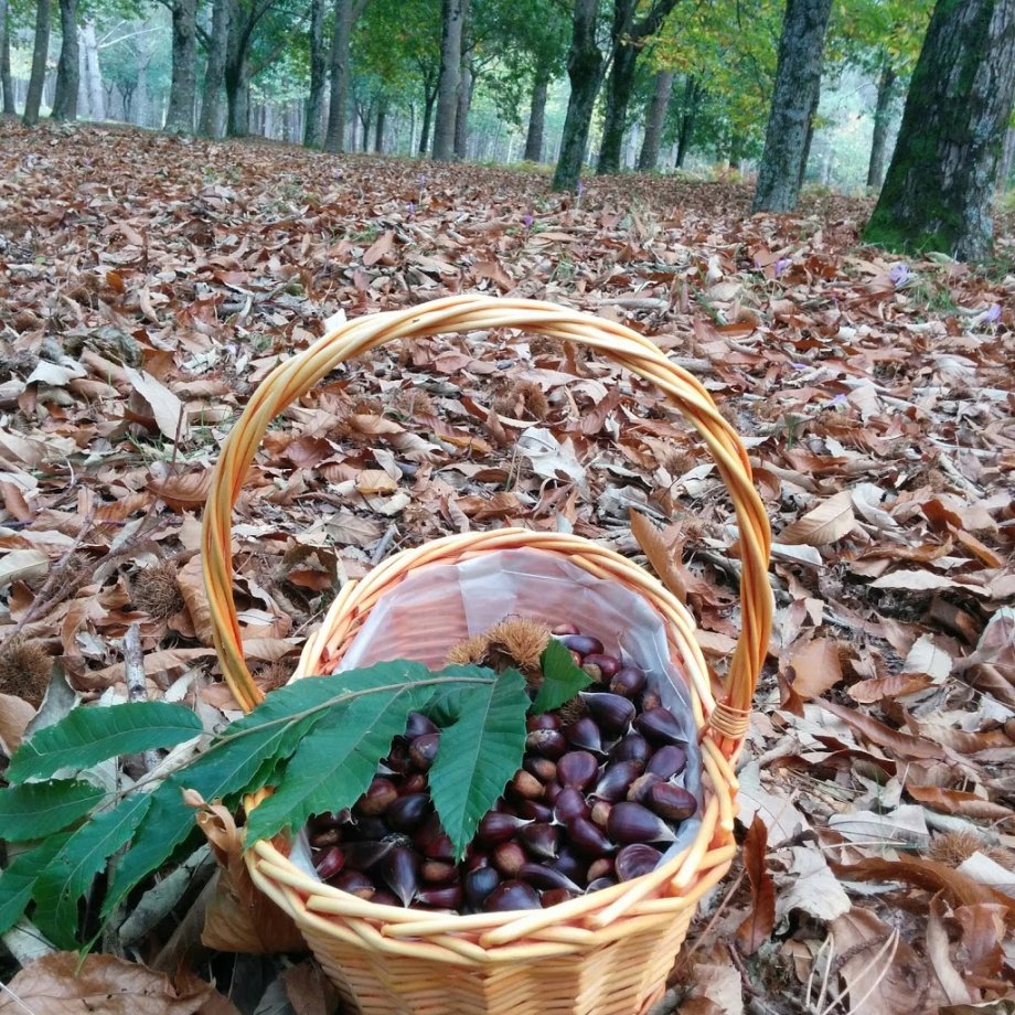 Parque Forestal do Vixiador - Foto 7