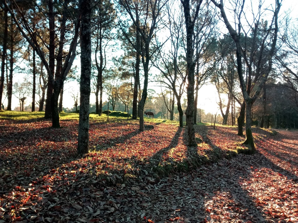 Parque Forestal do Vixiador 8