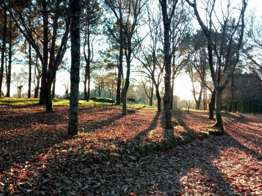 Parque Forestal do Vixiador - Foto 13