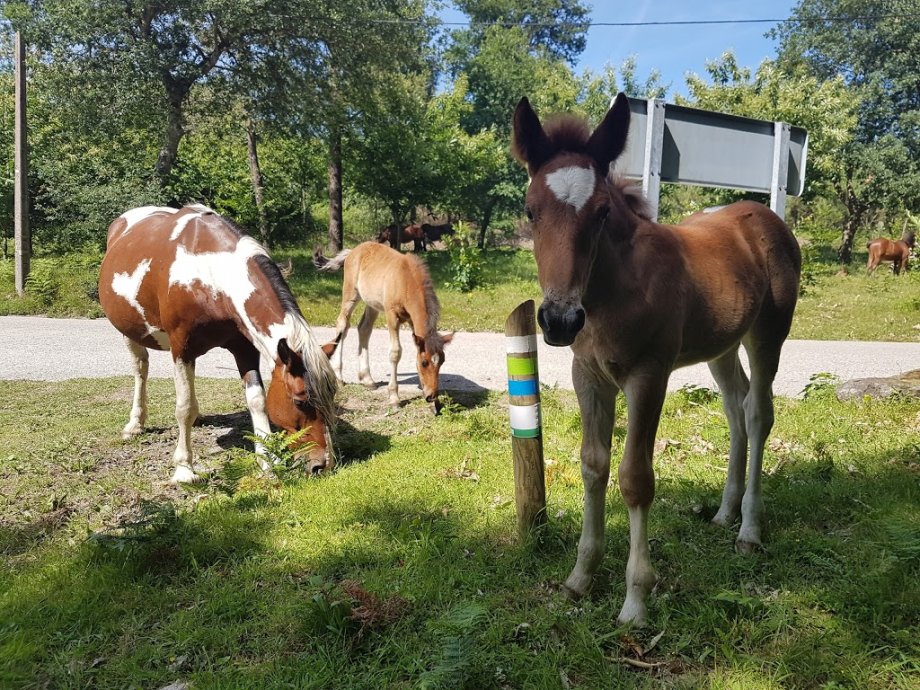 Parque Forestal do Vixiador - Foto 14