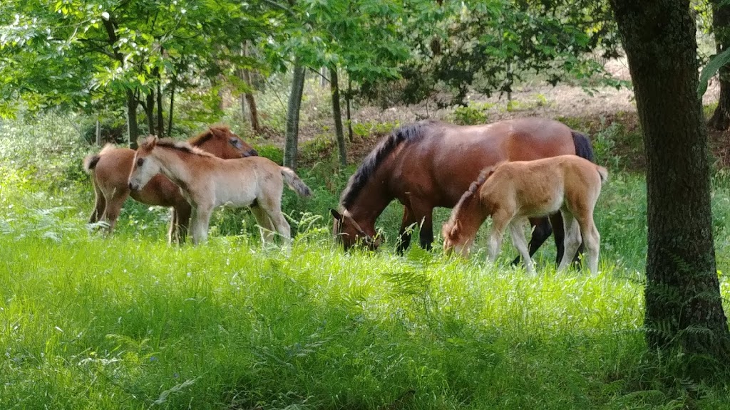 Parque Forestal do Vixiador 12