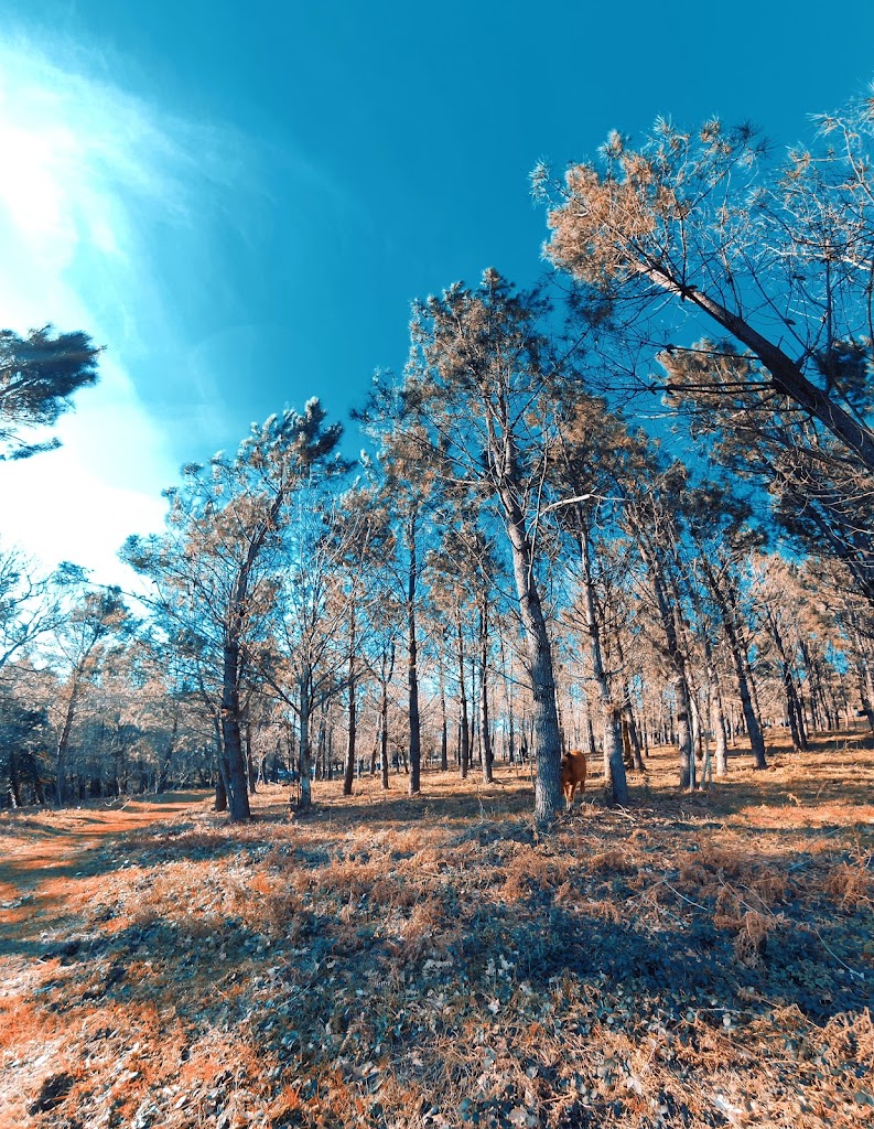 Parque Forestal do Vixiador 1