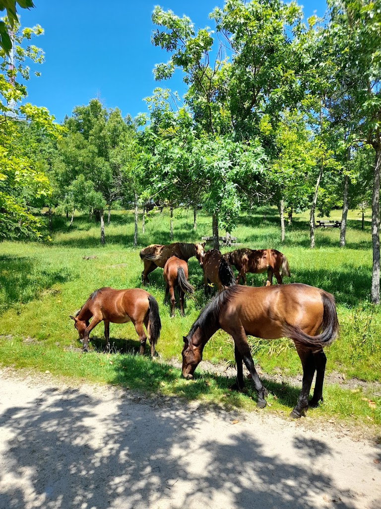 Parque Forestal do Vixiador - Foto 23