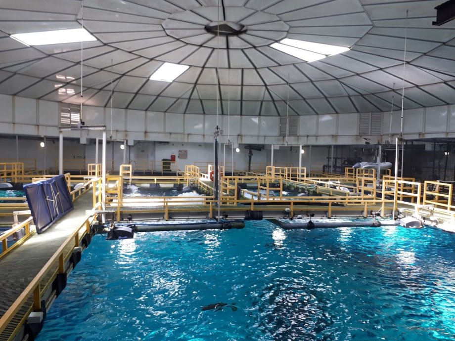 Oceanario de Lisboa - Foto 5