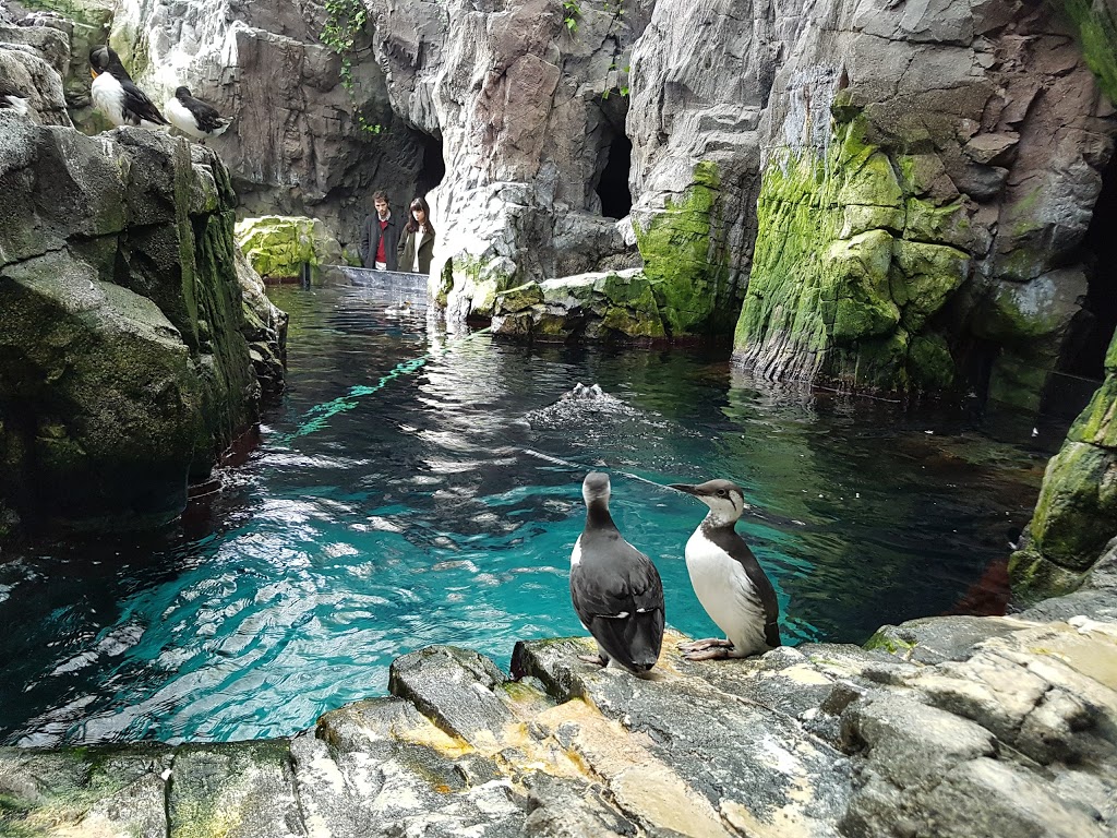 Oceanario de Lisboa 18