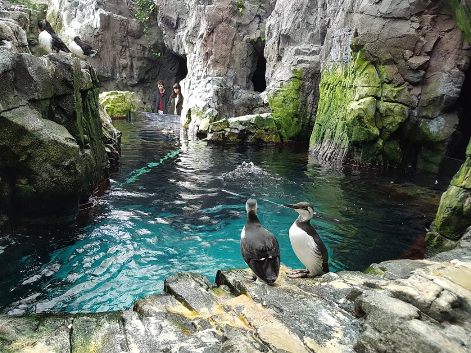 Oceanario de Lisboa - Foto 9