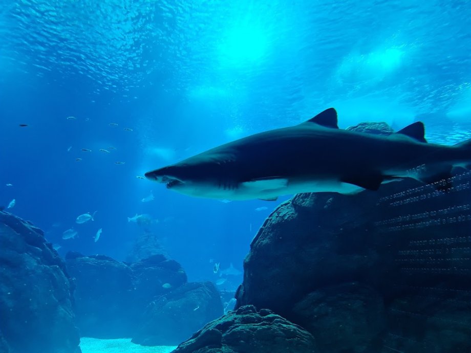 Oceanario de Lisboa - Foto 15