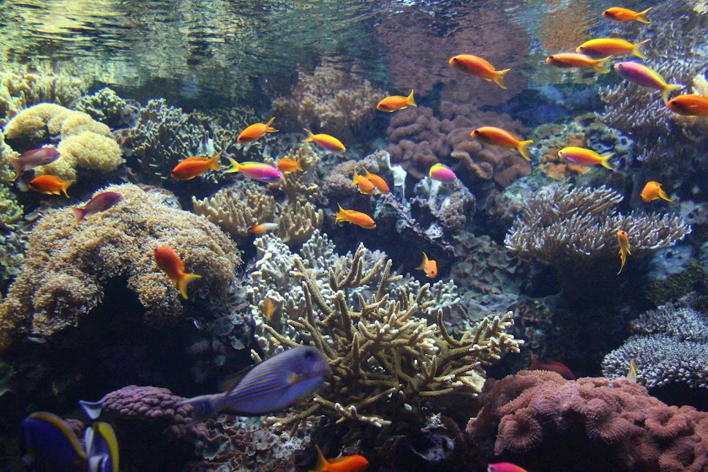 Oceanario de Lisboa 4