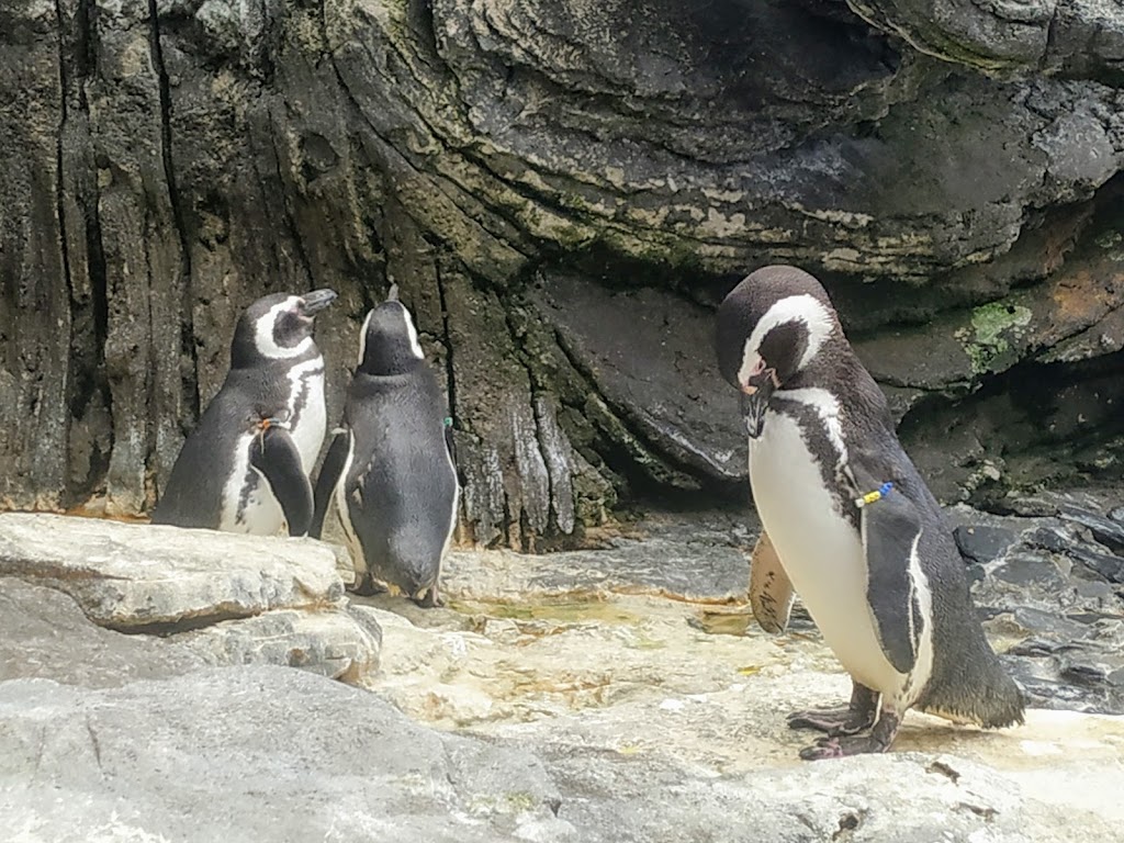 Oceanario de Lisboa - Foto 1
