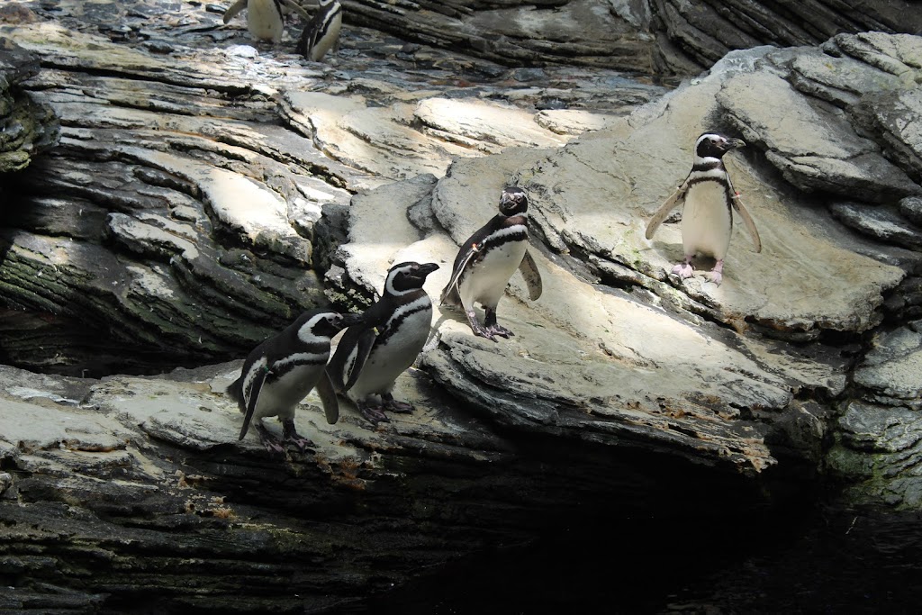 Oceanario de Lisboa - Foto 1