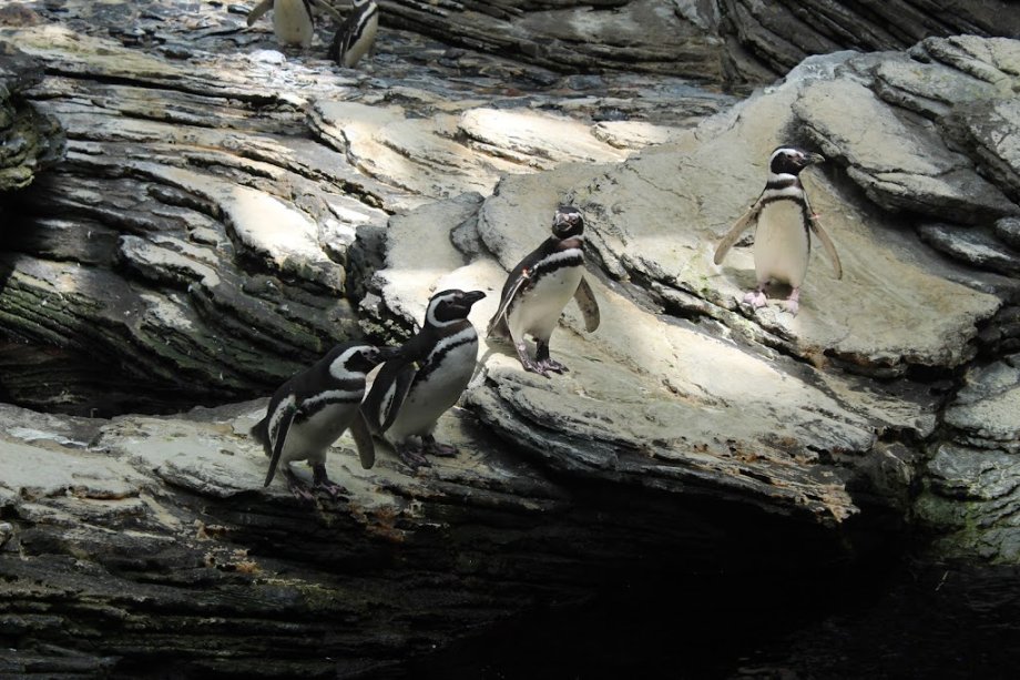 Oceanario de Lisboa - Foto 19
