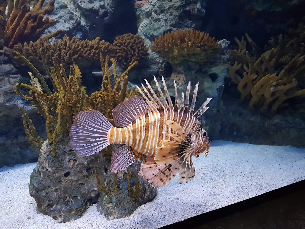 Oceanario de Lisboa 7