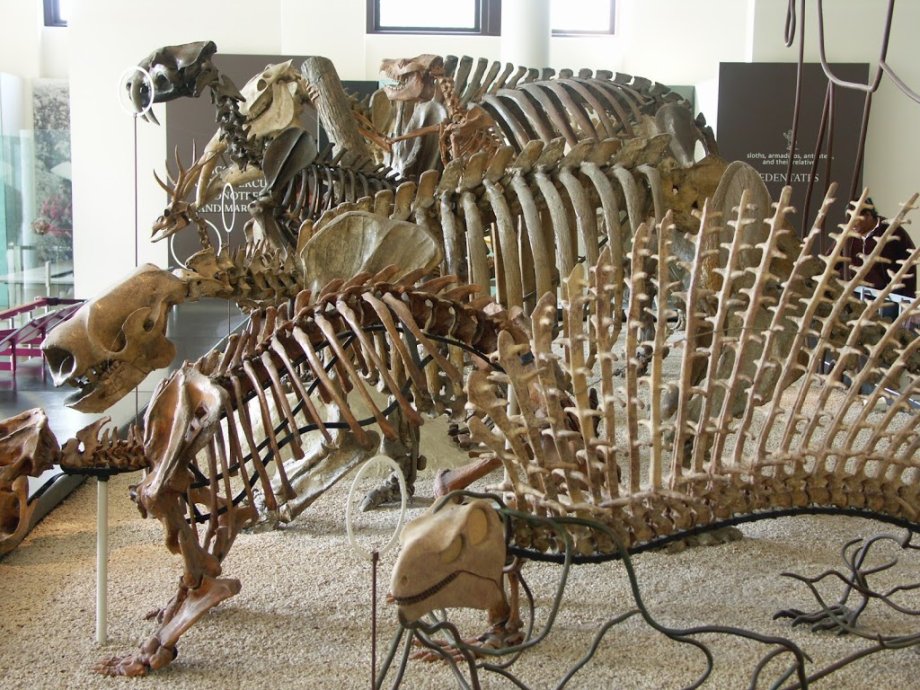 Museo Americano de Historia Natural - Foto 8