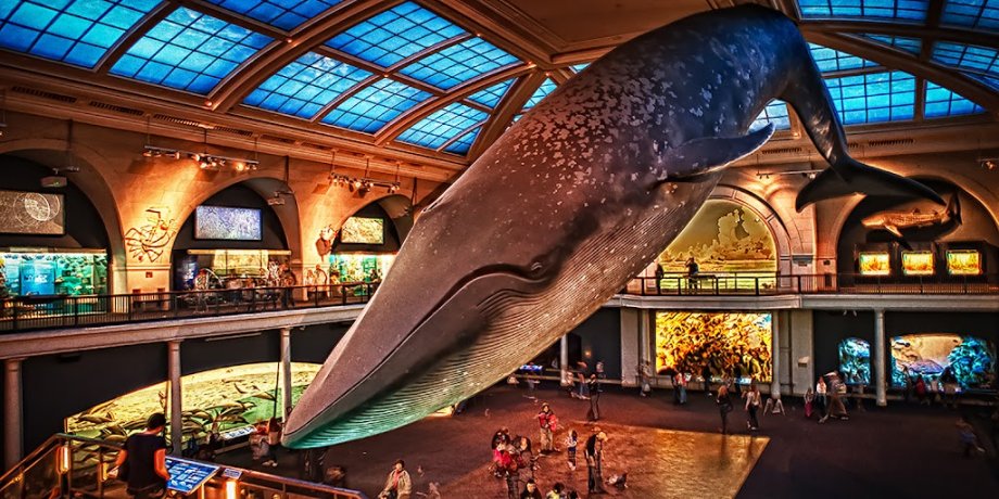 Museo Americano de Historia Natural - Foto 11