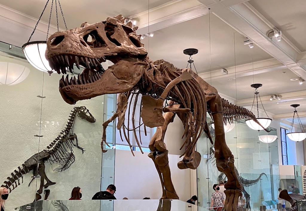 Museo Americano de Historia Natural 2