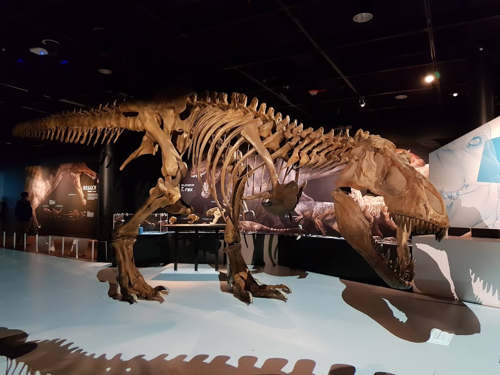 Museo Americano de Historia Natural 5