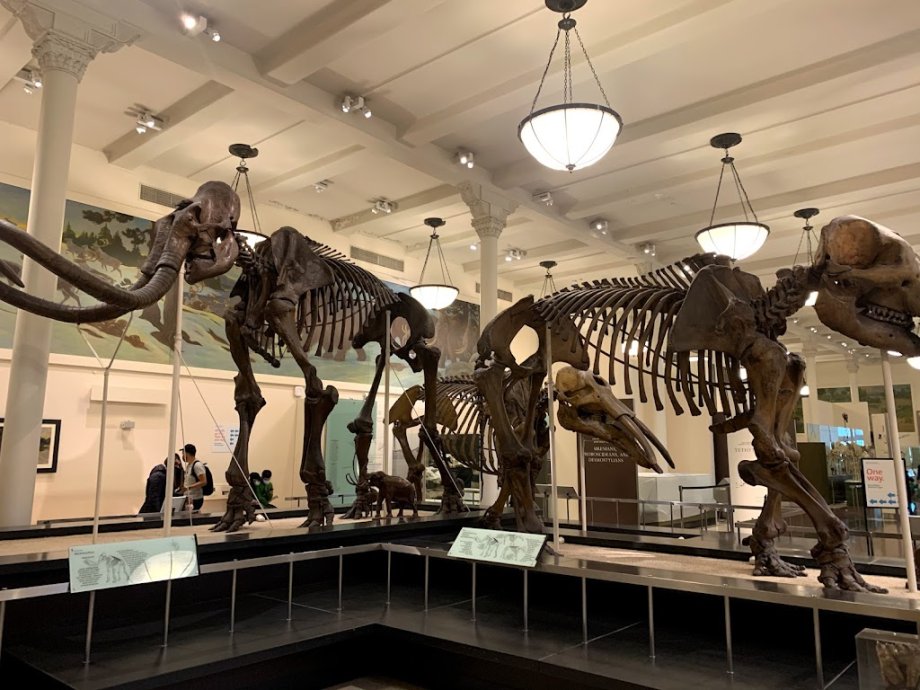 Museo Americano de Historia Natural - Foto 16