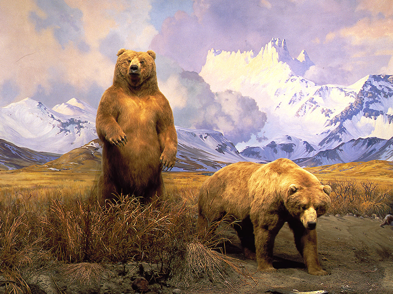 Museo Americano de Historia Natural 8