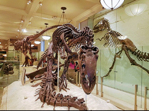 Museo Americano de Historia Natural - Foto 19