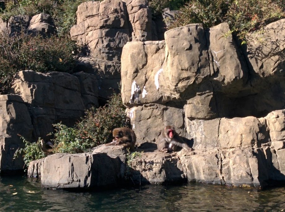 Central Park Zoo - Foto 7