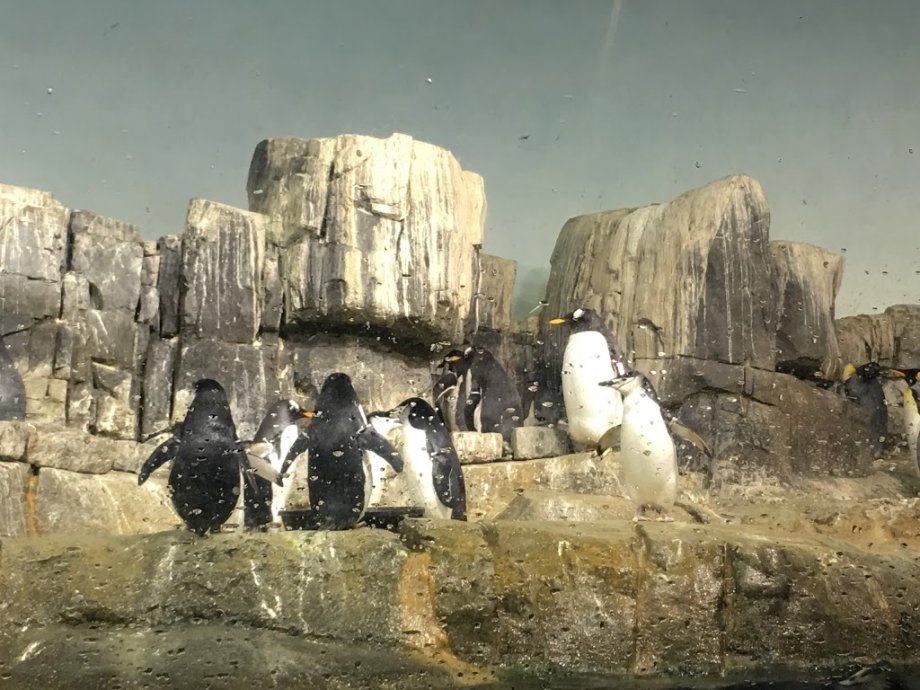 Central Park Zoo - Foto 9