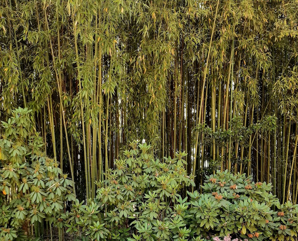 Parque das Caldas - Foto 1