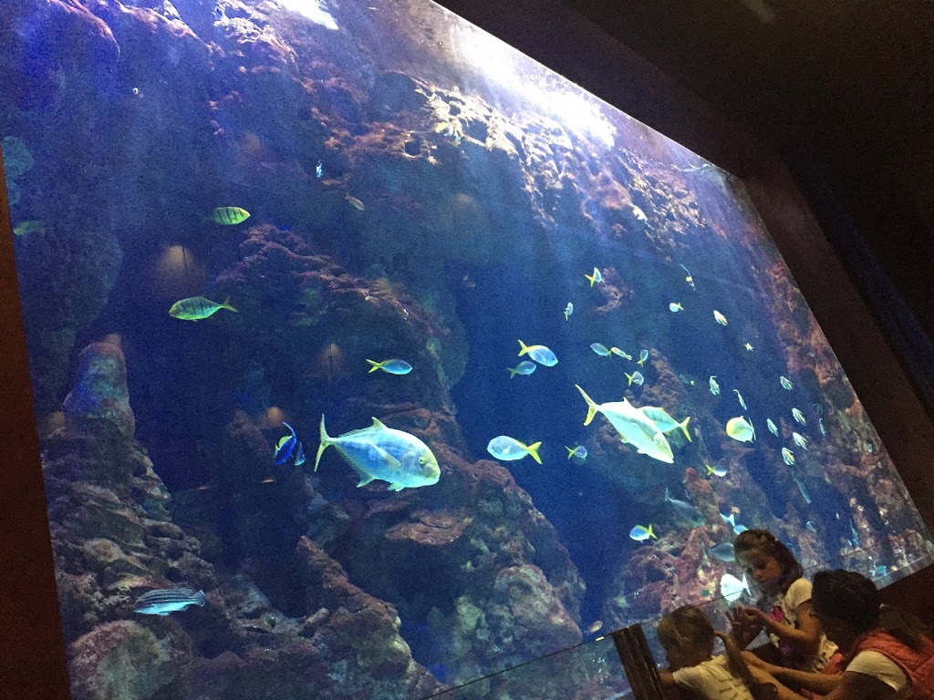 Aquarium 6