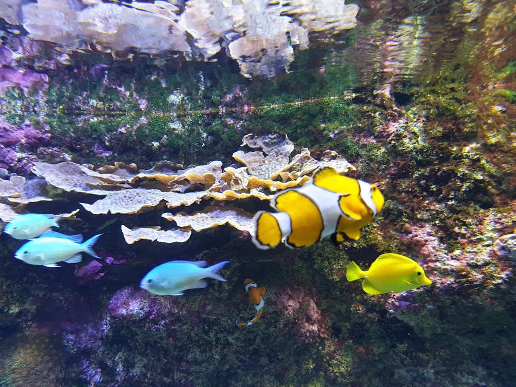 Aquarium - Foto 1