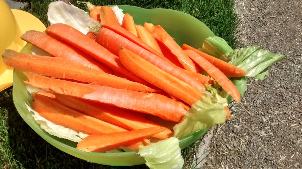 Amigos del Burro - Burrolandia - Foto 1