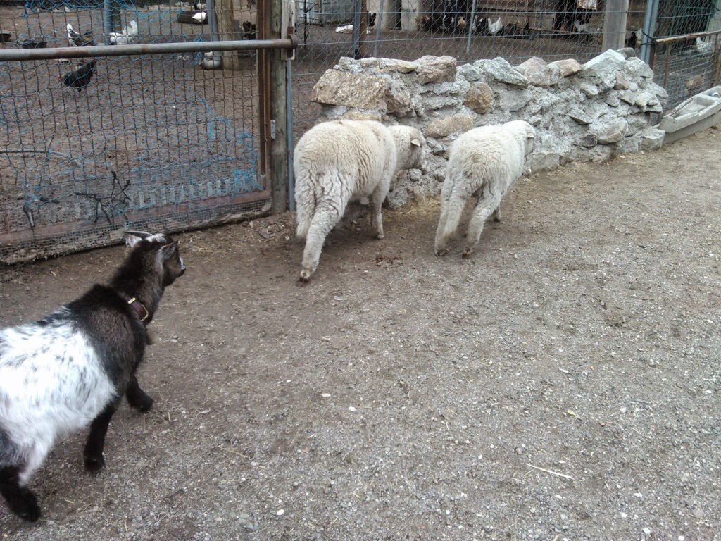 Amigos del Burro - Burrolandia - Foto 1