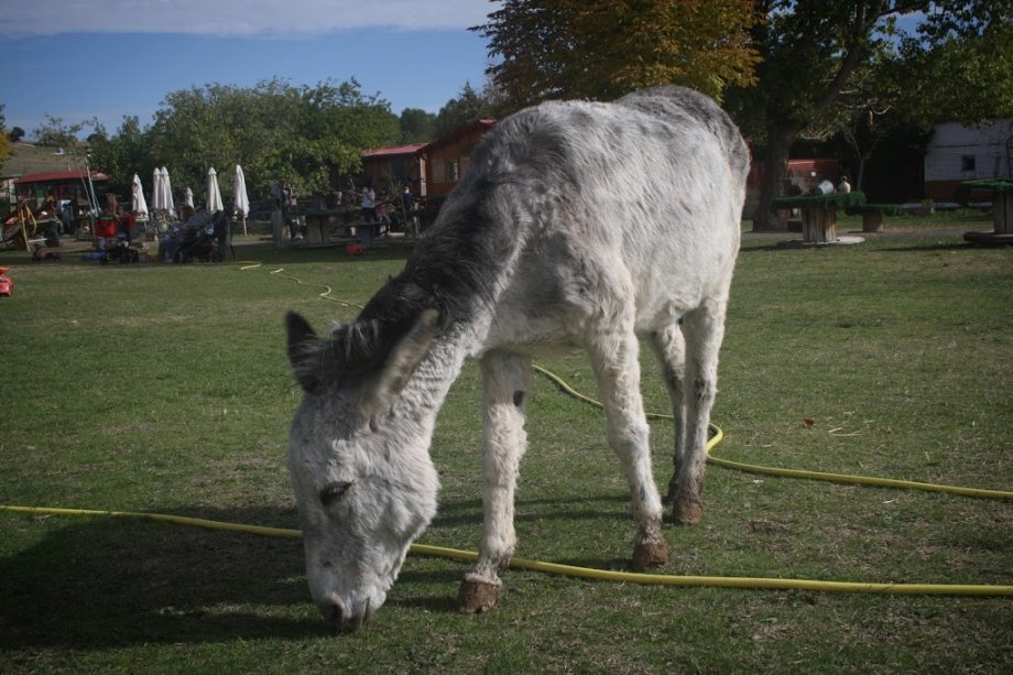 Amigos del Burro - Burrolandia - Foto 13