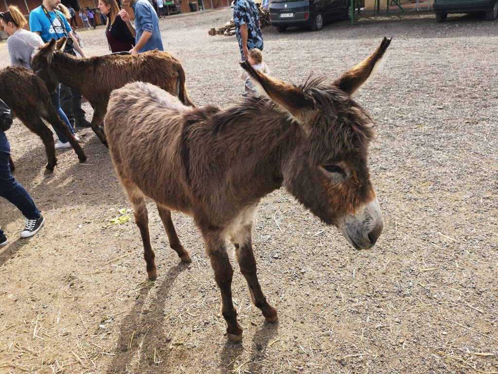 Amigos del Burro - Burrolandia - Foto 1