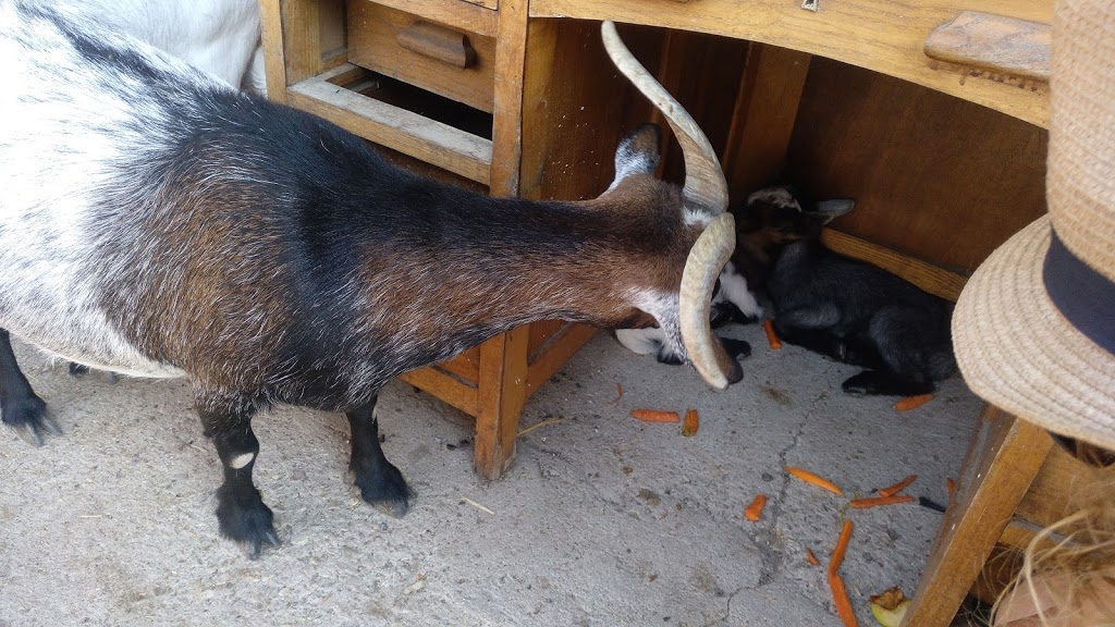 Amigos del Burro - Burrolandia - Foto 1