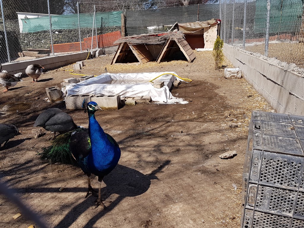 Amigos del Burro - Burrolandia - Foto 1