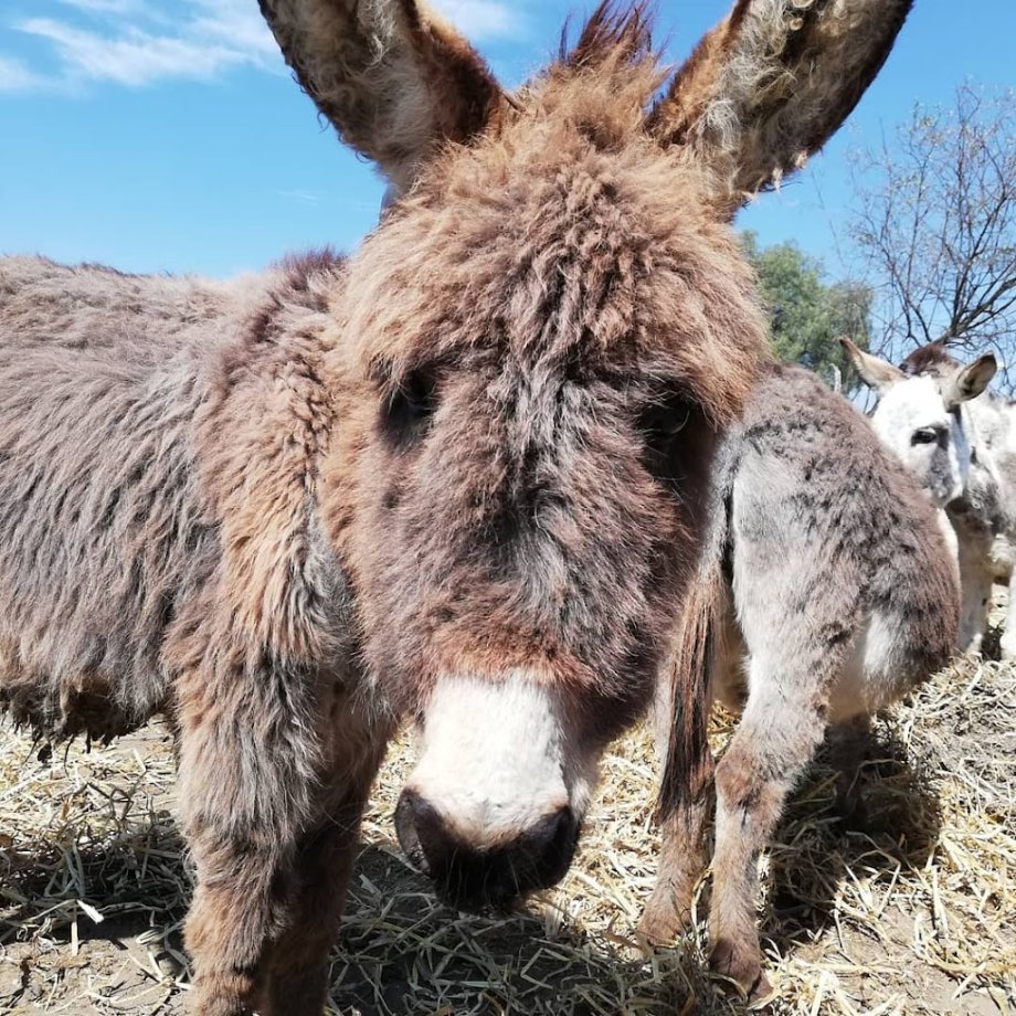Amigos del Burro - Burrolandia - Foto 21