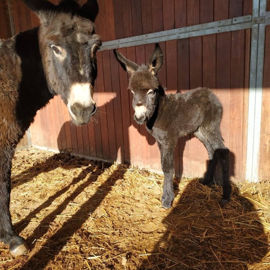 Amigos del Burro - Burrolandia - Foto 22