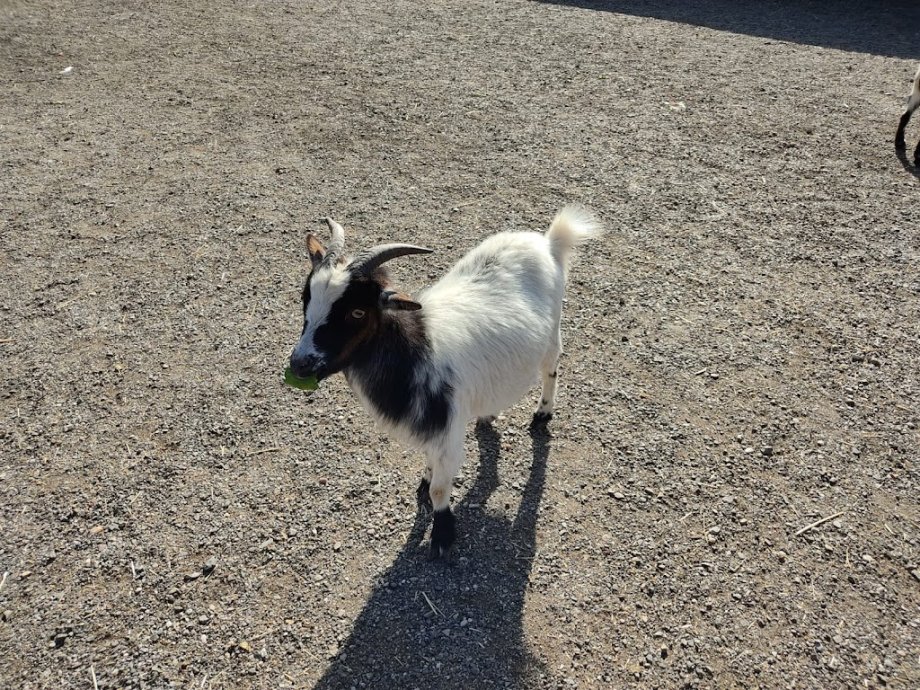 Amigos del Burro - Burrolandia - Foto 24