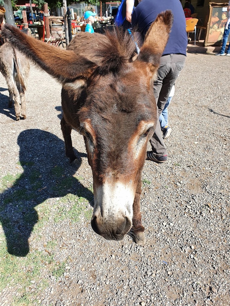 Amigos del Burro - Burrolandia - Foto 1