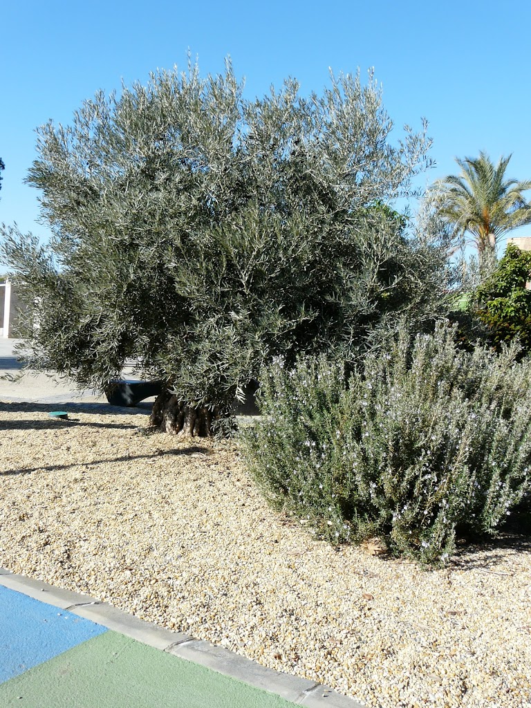 Parque de las Familias - Foto 10