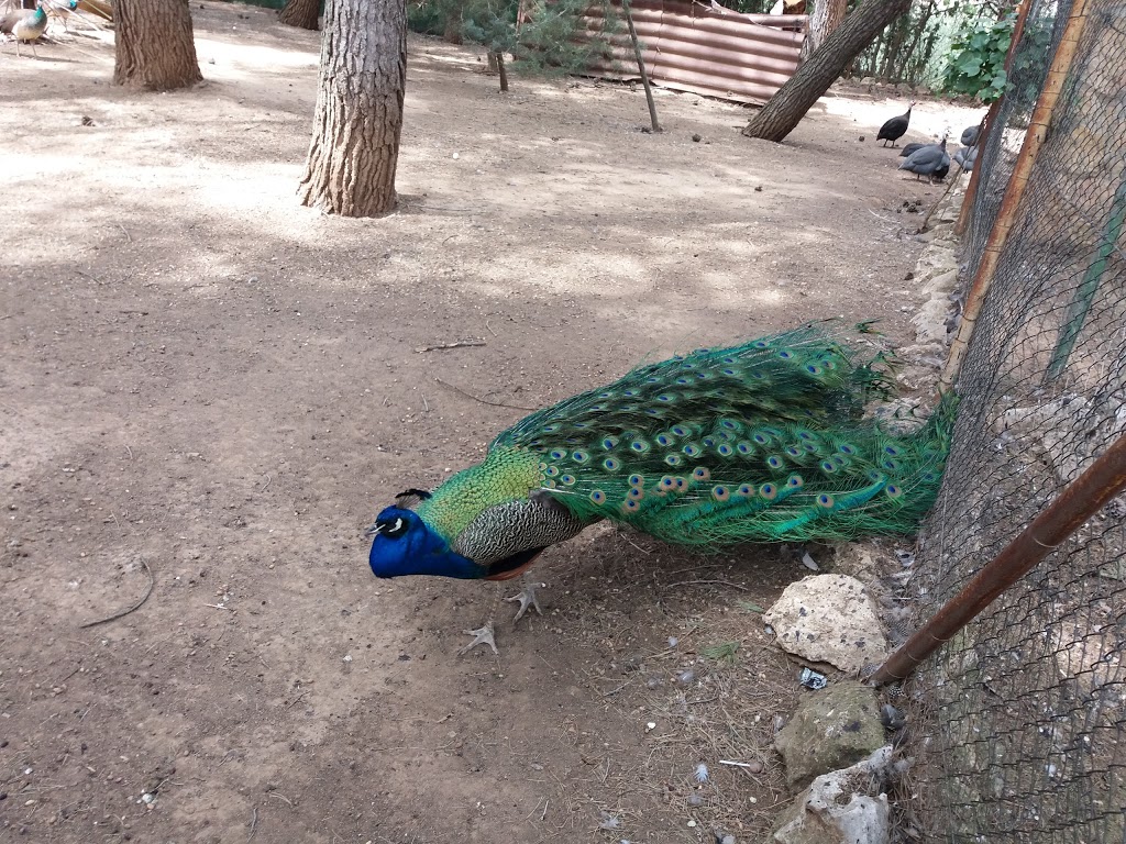 Zoo de Guadalajara - Foto 1