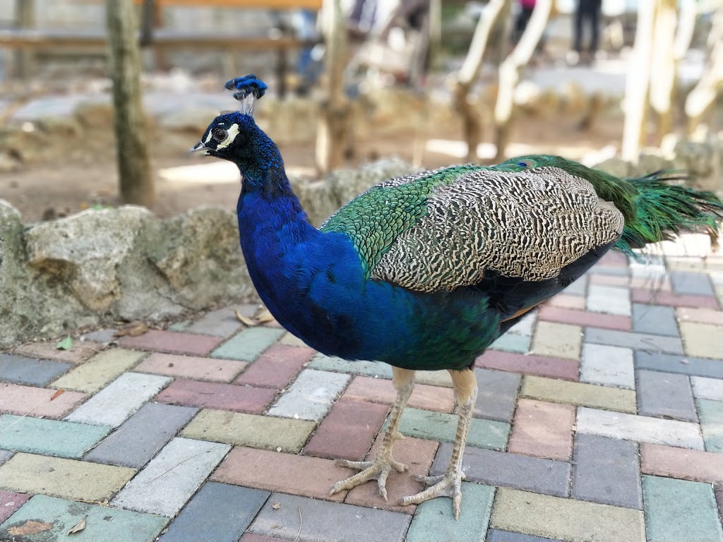 Zoo de Guadalajara 18