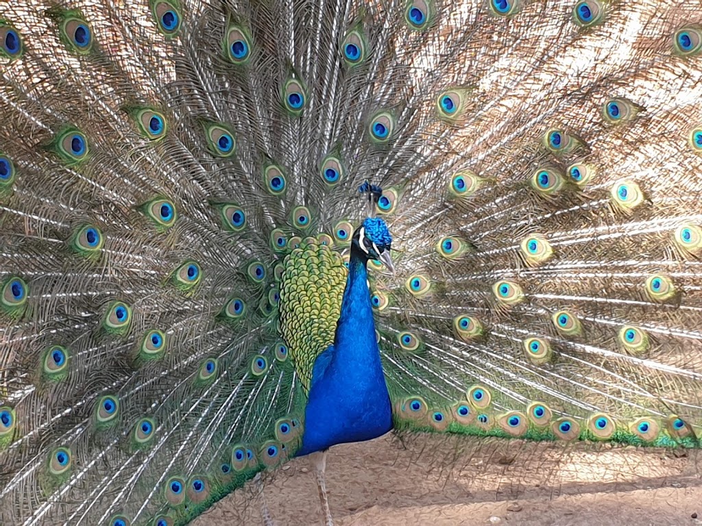 Zoo de Guadalajara - Foto 1