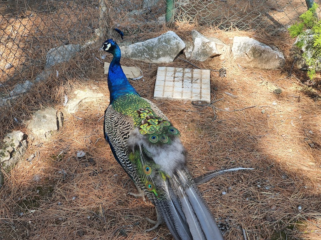 Zoo de Guadalajara - Foto 1