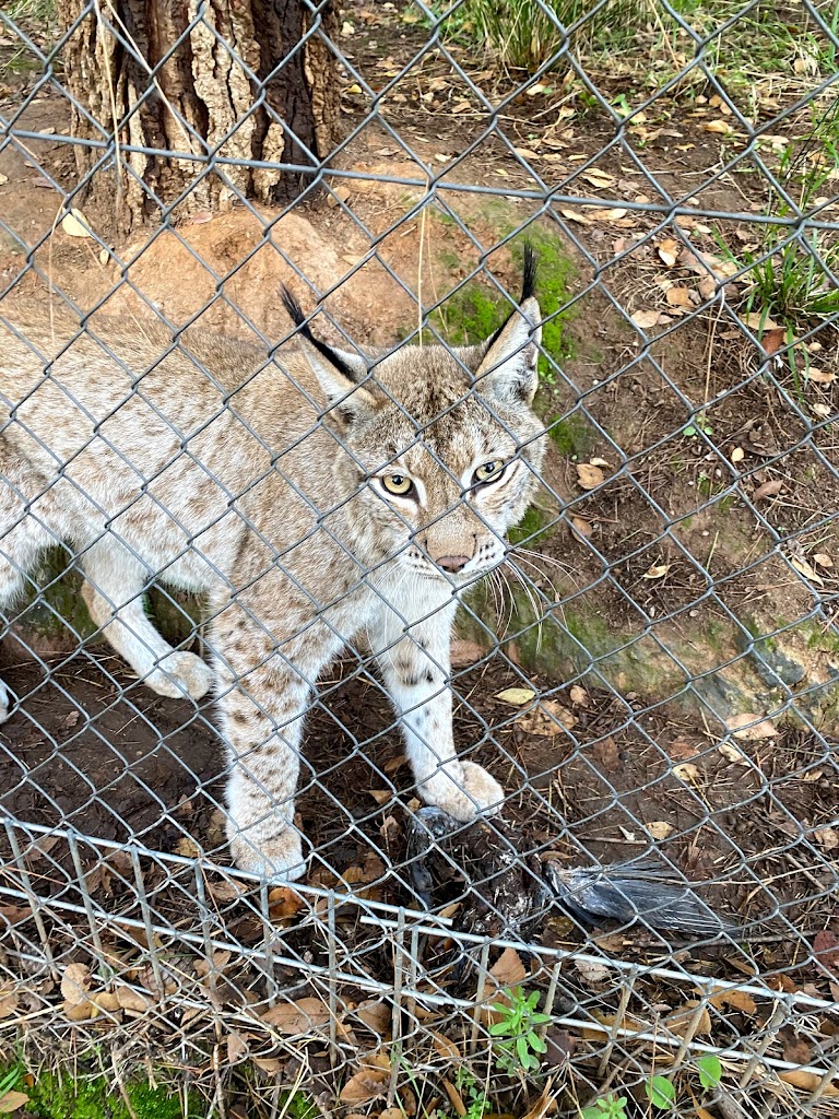 Zoo de Guadalajara 8