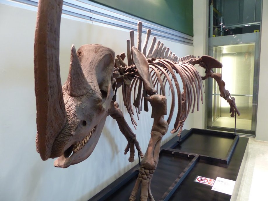 Museo Paleontológico de Castilla-La Mancha - Foto 4