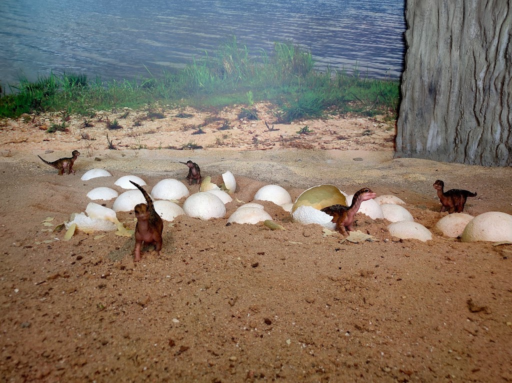 Museo Paleontológico de Castilla-La Mancha - Foto 1