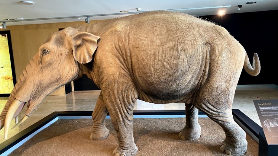 Museo Paleontológico de Castilla-La Mancha - Foto 17