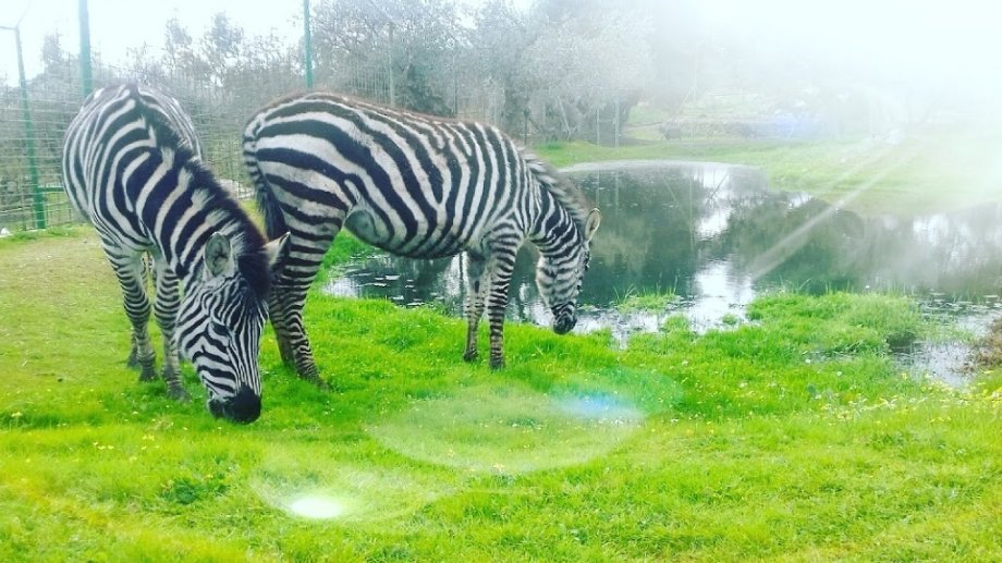 Zoo Safari Fauna Aventura - Foto 4