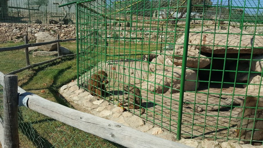 Zoo Safari Fauna Aventura - Foto 5